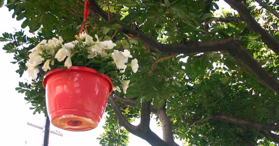 Cesta colgante de plástico de 10,25 pulgadas de diámetro, invernadero